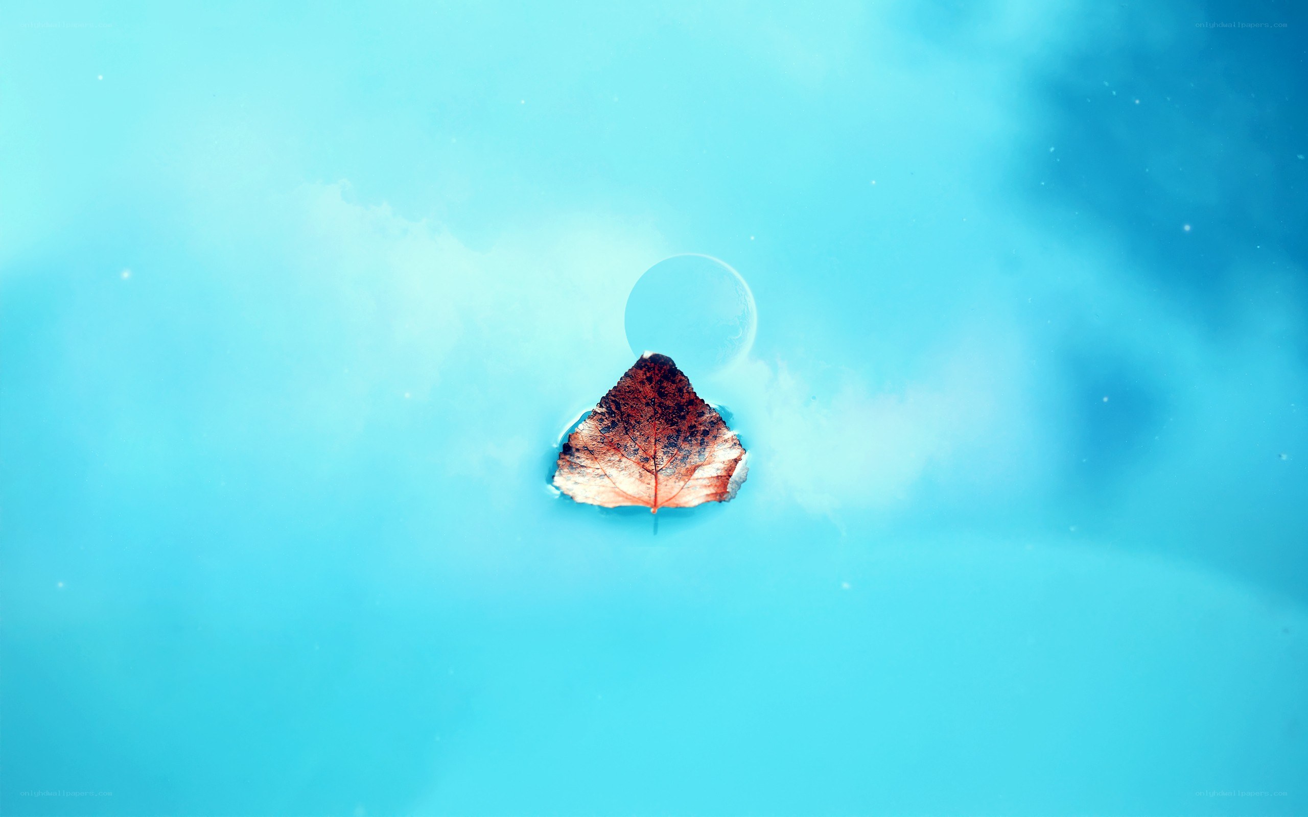 leaf floating on water