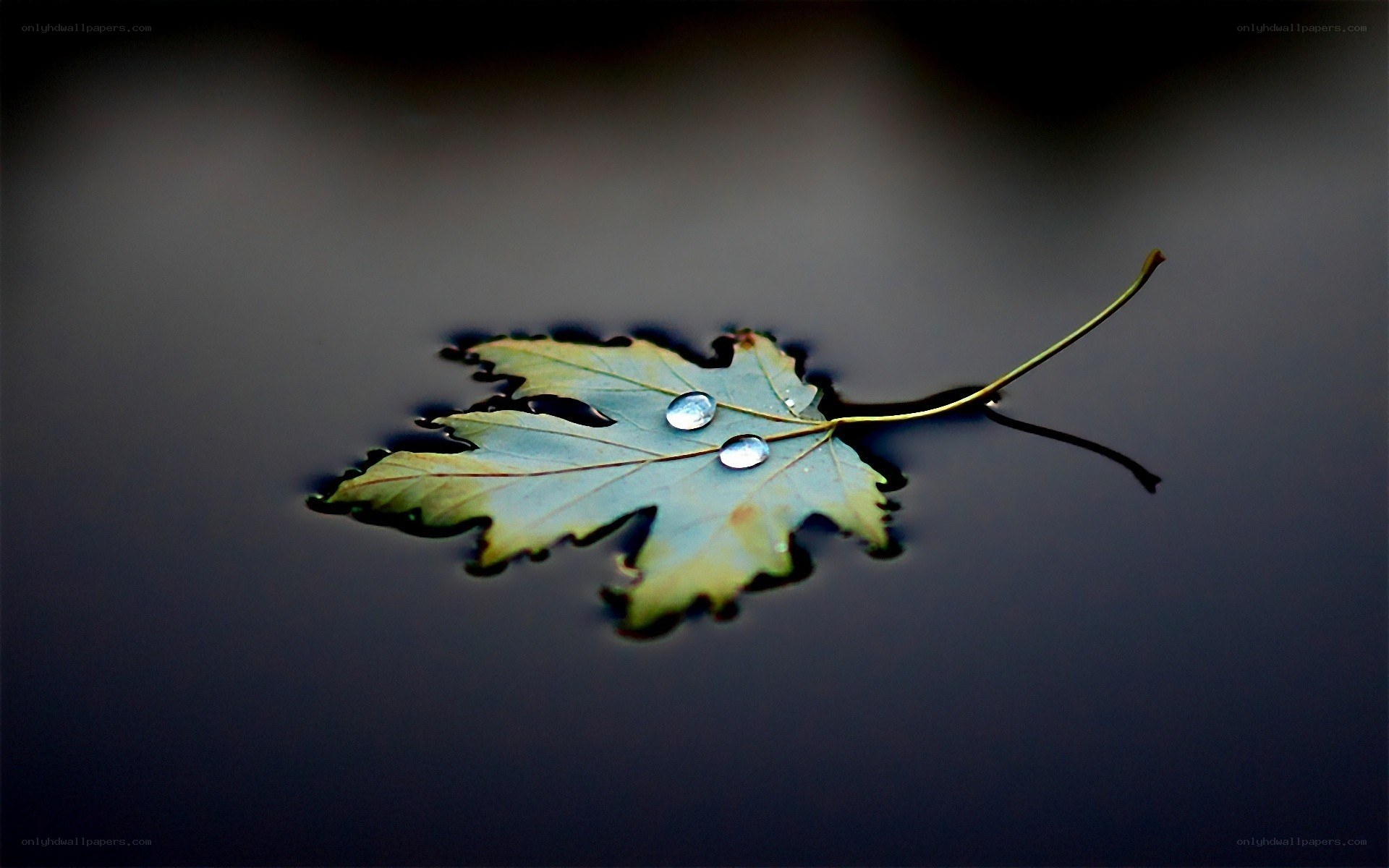 Leaf floating on water