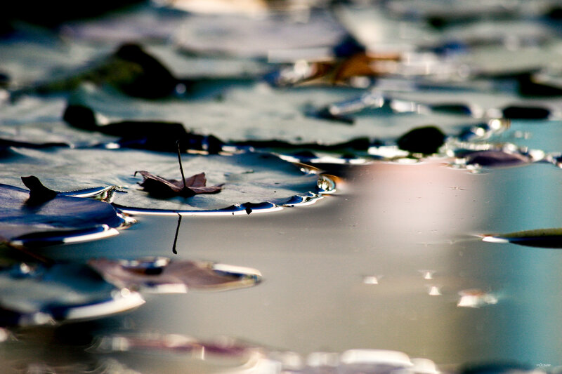 Leaf Floating on Water — Blue