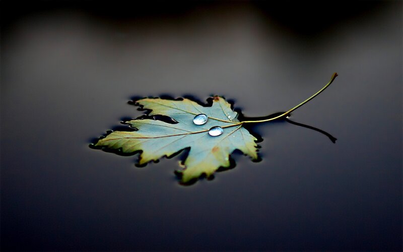 Leaf Floating on Water — Green, Serene, Photograph, Drop, Stem