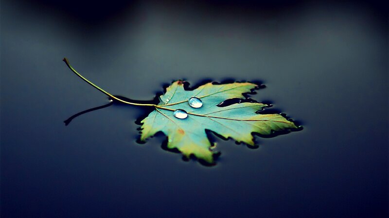 Leaf Floating on Water — Green, Serene, Photograph, Drop