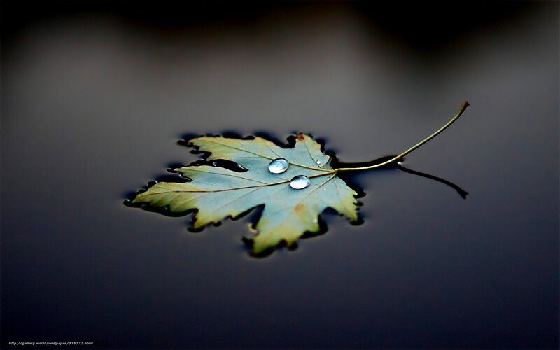 Leaf Floating on Water — Green, Serene, Photograph