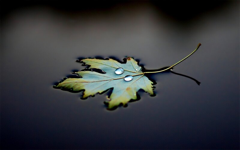 Leaf Floating on Water — Green, Serene
