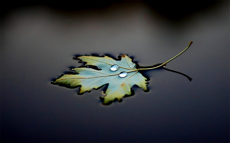 Leaf Floating on Water — Green