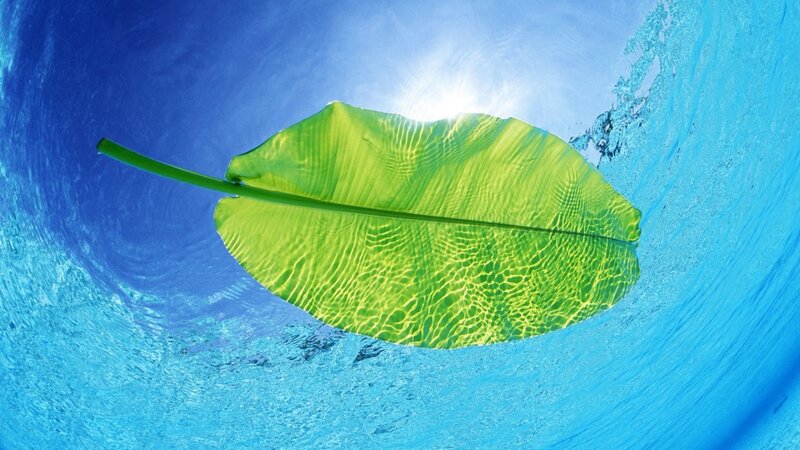 Leaf floating on water surface