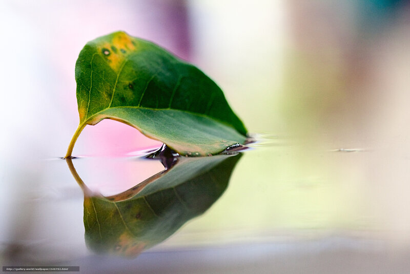 Leaf floating on water