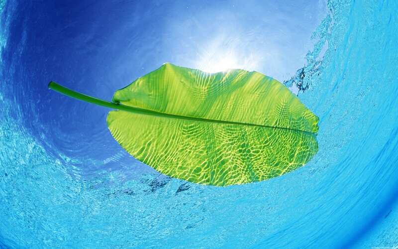 Leaf floating underwater