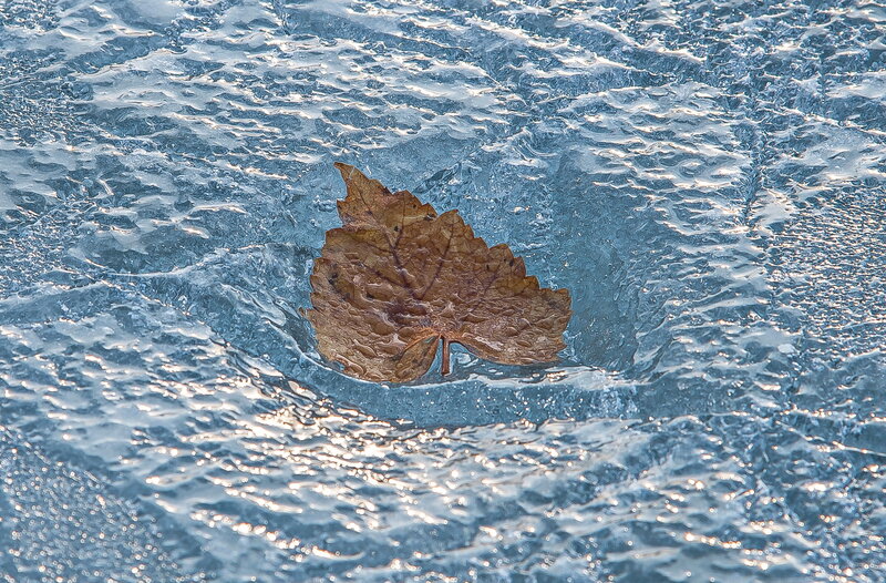 Leaf Frozen in Ice