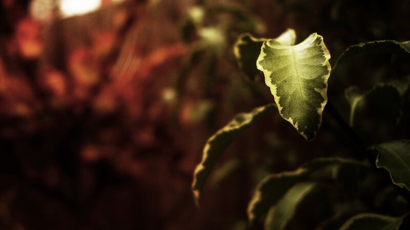Leaf Illuminated by Light