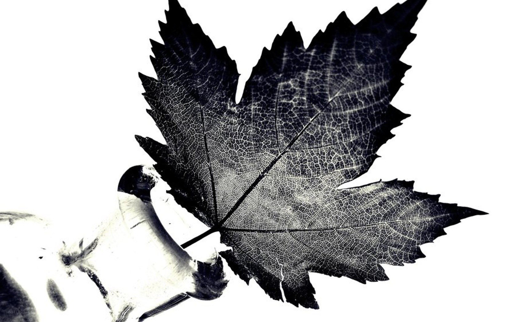 leaf in a glass bottle