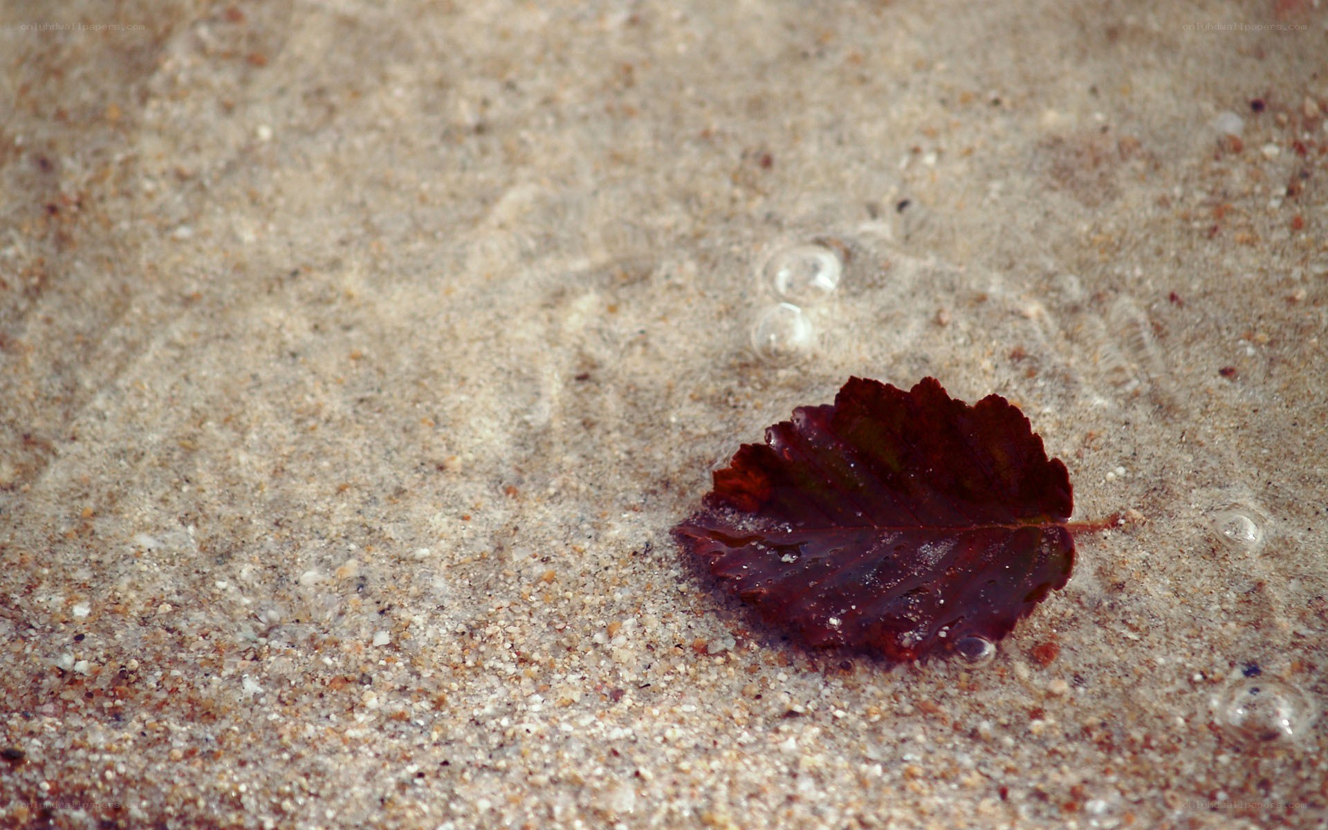 Leaf in shallow water