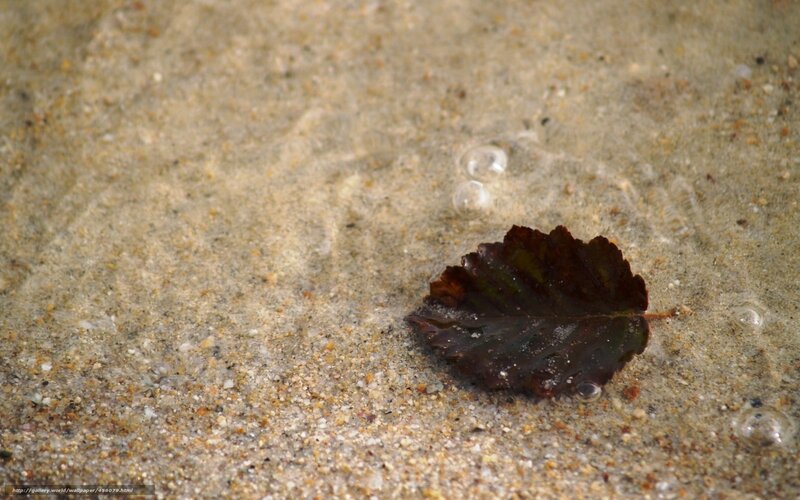 Leaf in shallow water