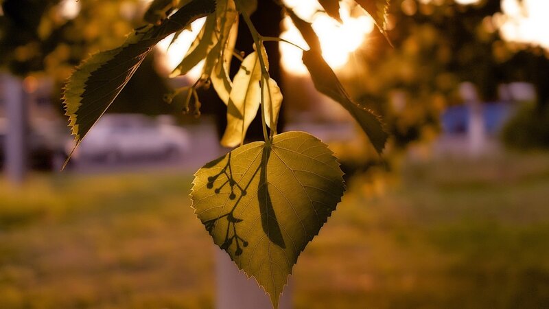 Leaf in Sunlight — Green
