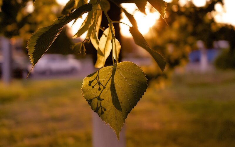 Leaf in Sunlight