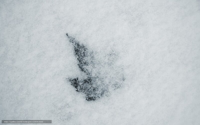 Leaf in the snow