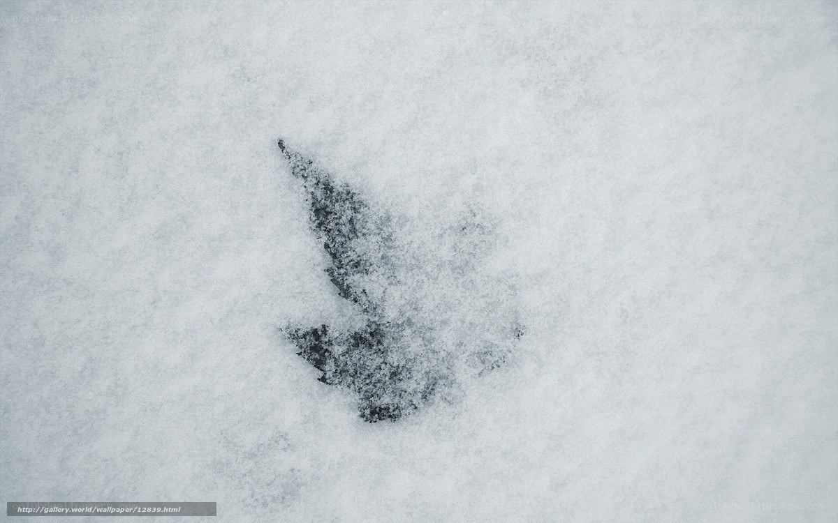 Leaf in the snow