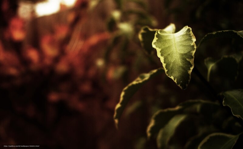 leaf in warm light