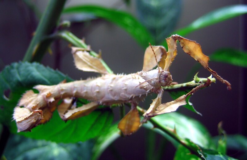 Leaf insect on a plant