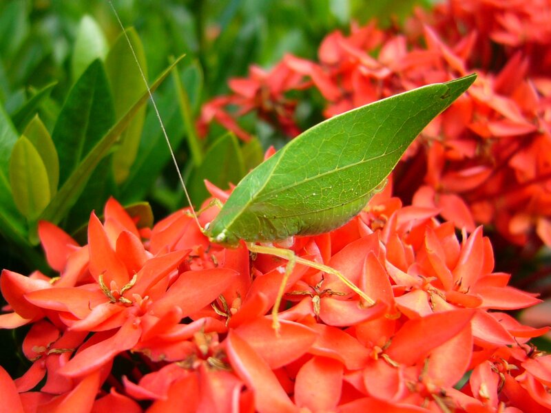 Leaf insect on red flowers