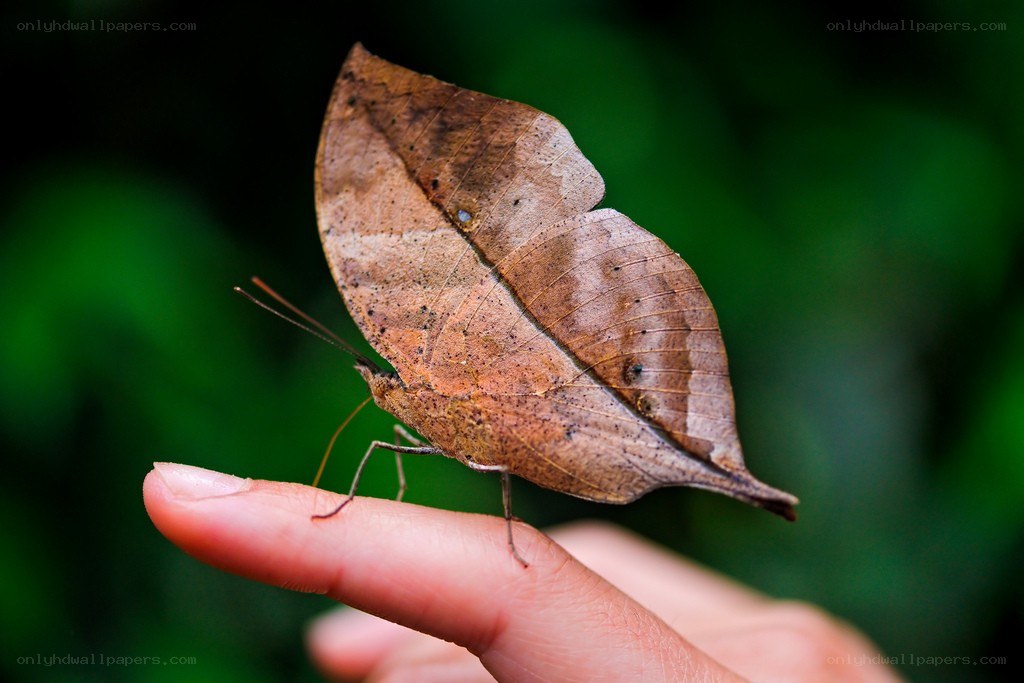 Leaf-mimic butterfly on finger