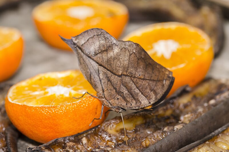 Leaf-mimic butterfly on oranges