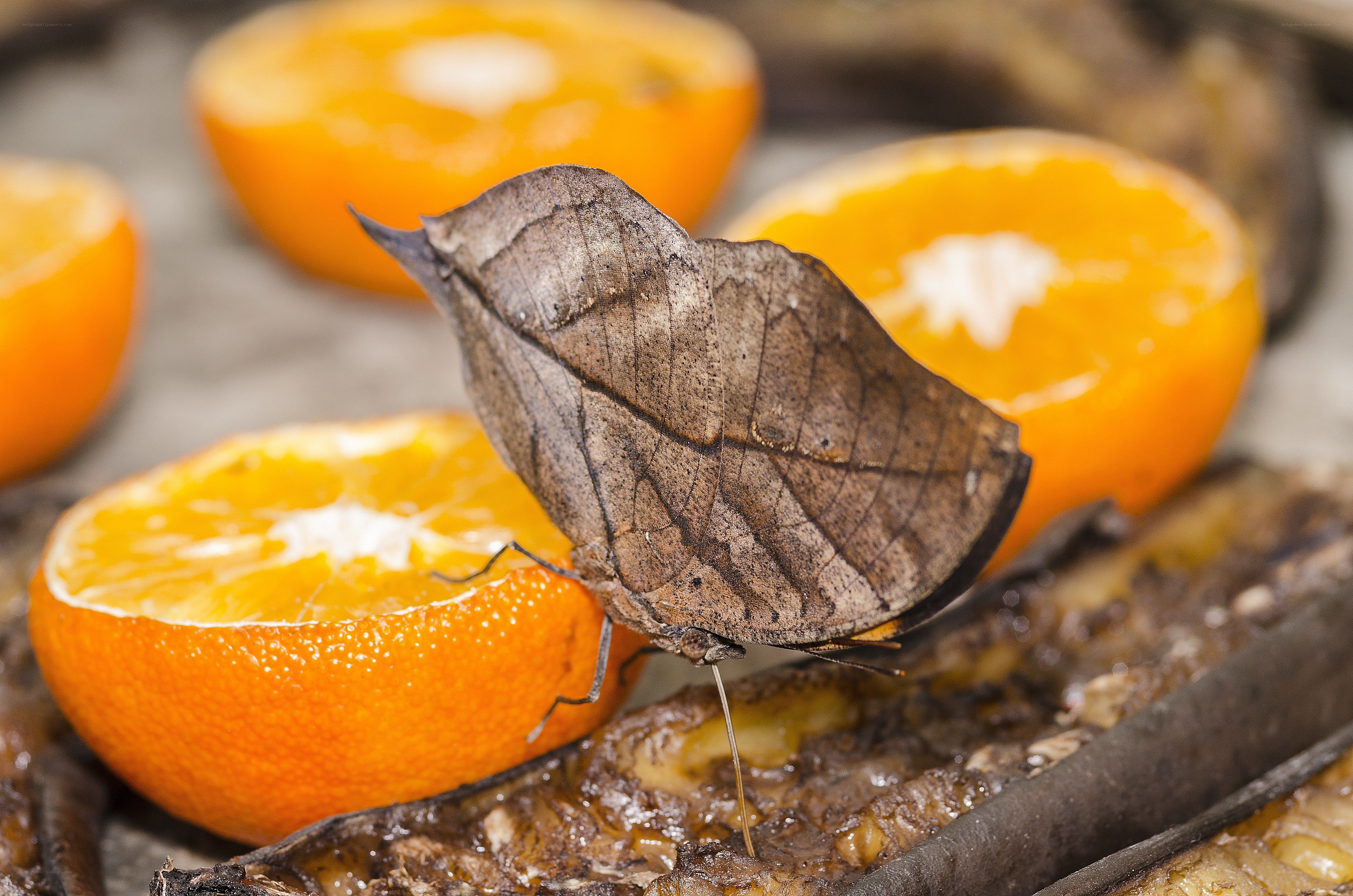 Leaf-mimic butterfly on oranges