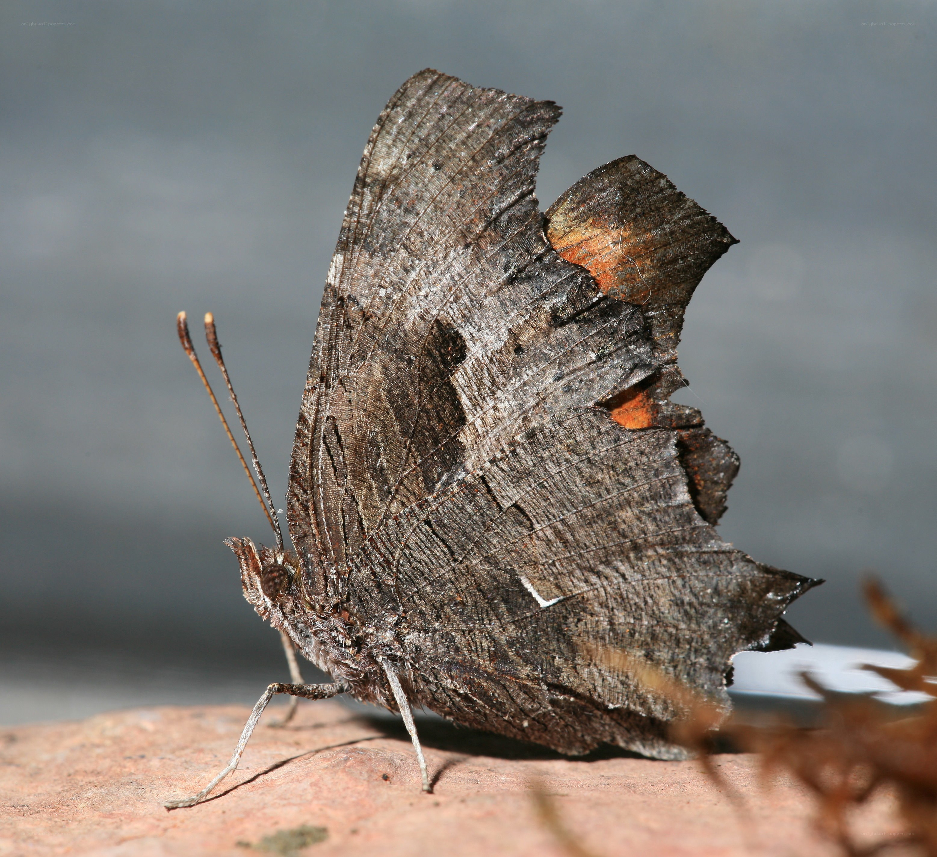 Leaf-mimicking butterfly