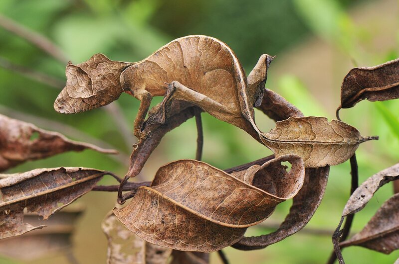 Leaf-mimicking Chameleon — Brown