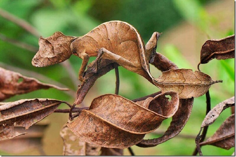 Leaf-mimicking Chameleon