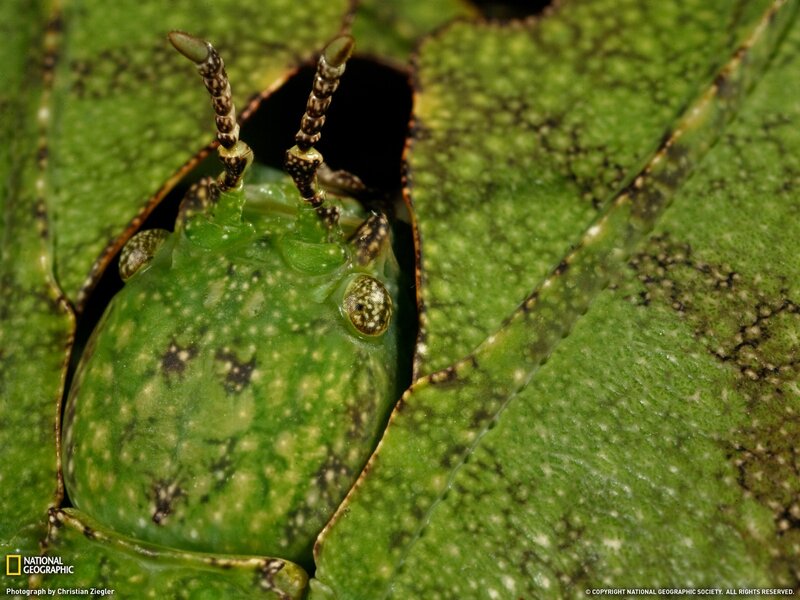 Leaf-mimicking insect peeking out