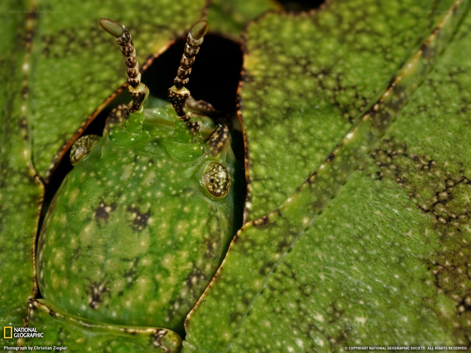 Leaf-mimicking insect peeking out