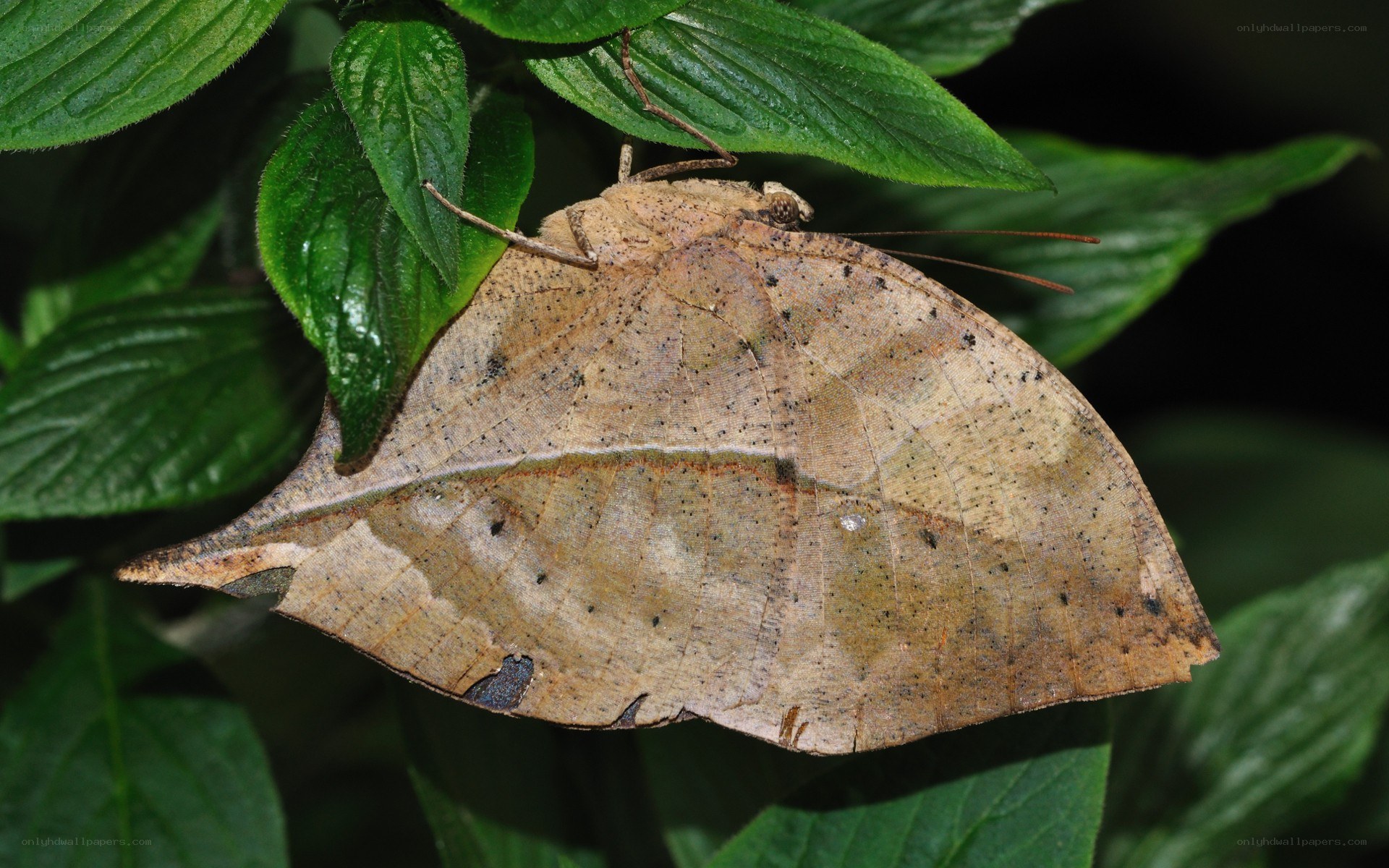 Leaf-mimicking moth on green leaves
