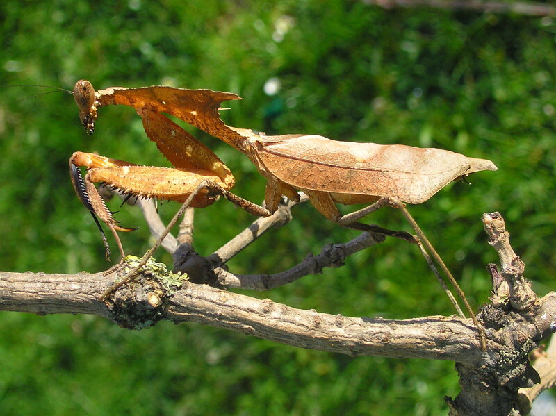 Leaf-mimicking praying mantis