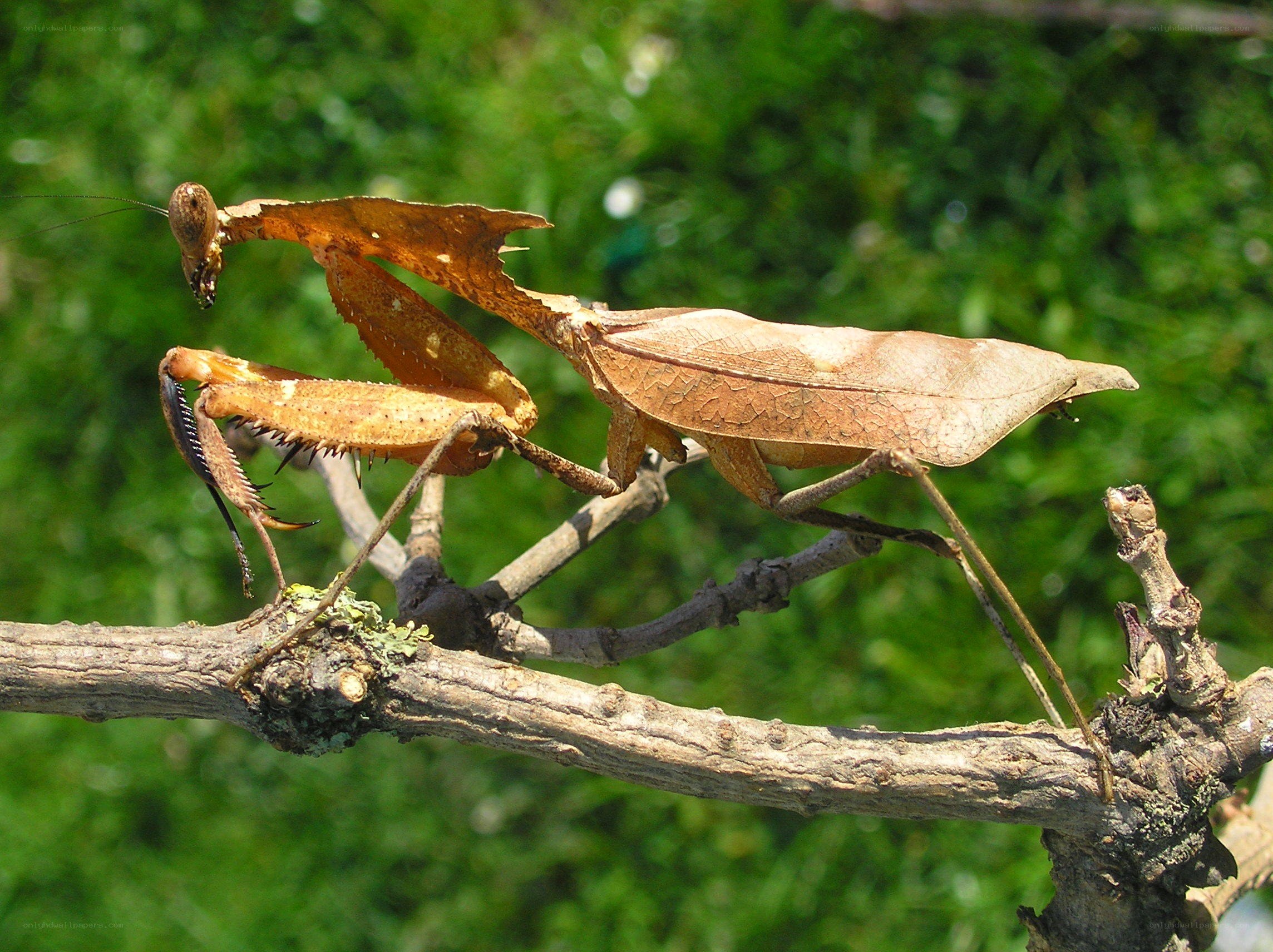 Leaf-mimicking praying mantis