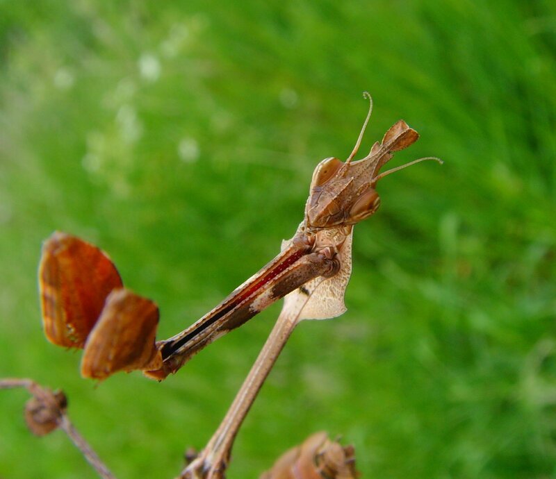 Leaf-mimicking praying mantis