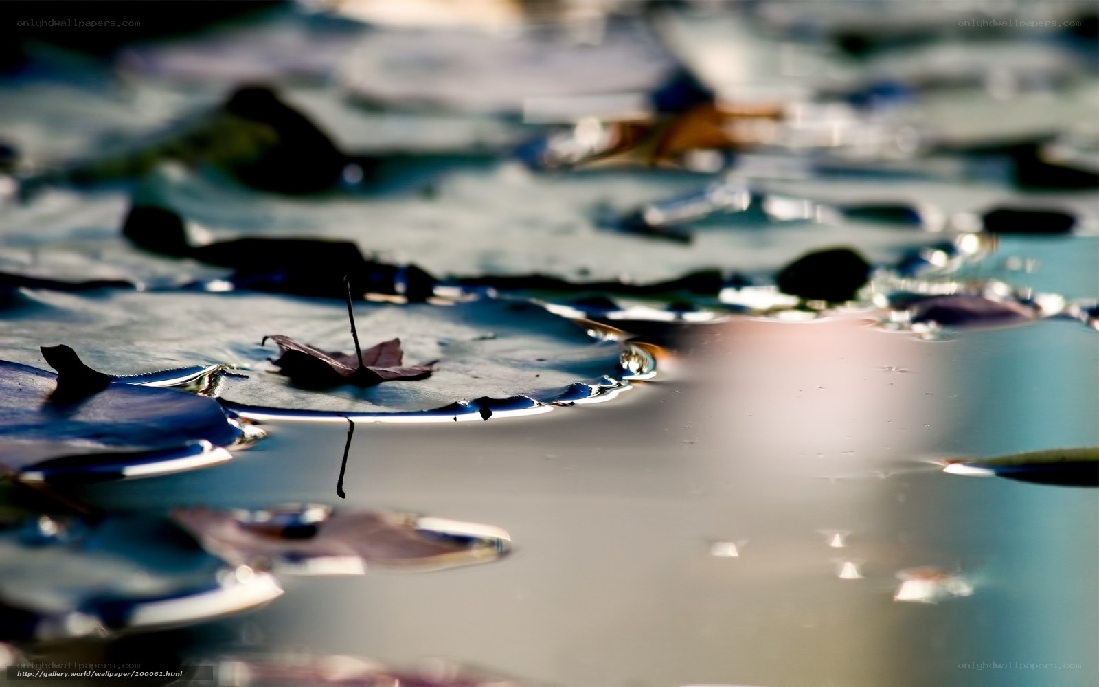 Leaf on a pond surface