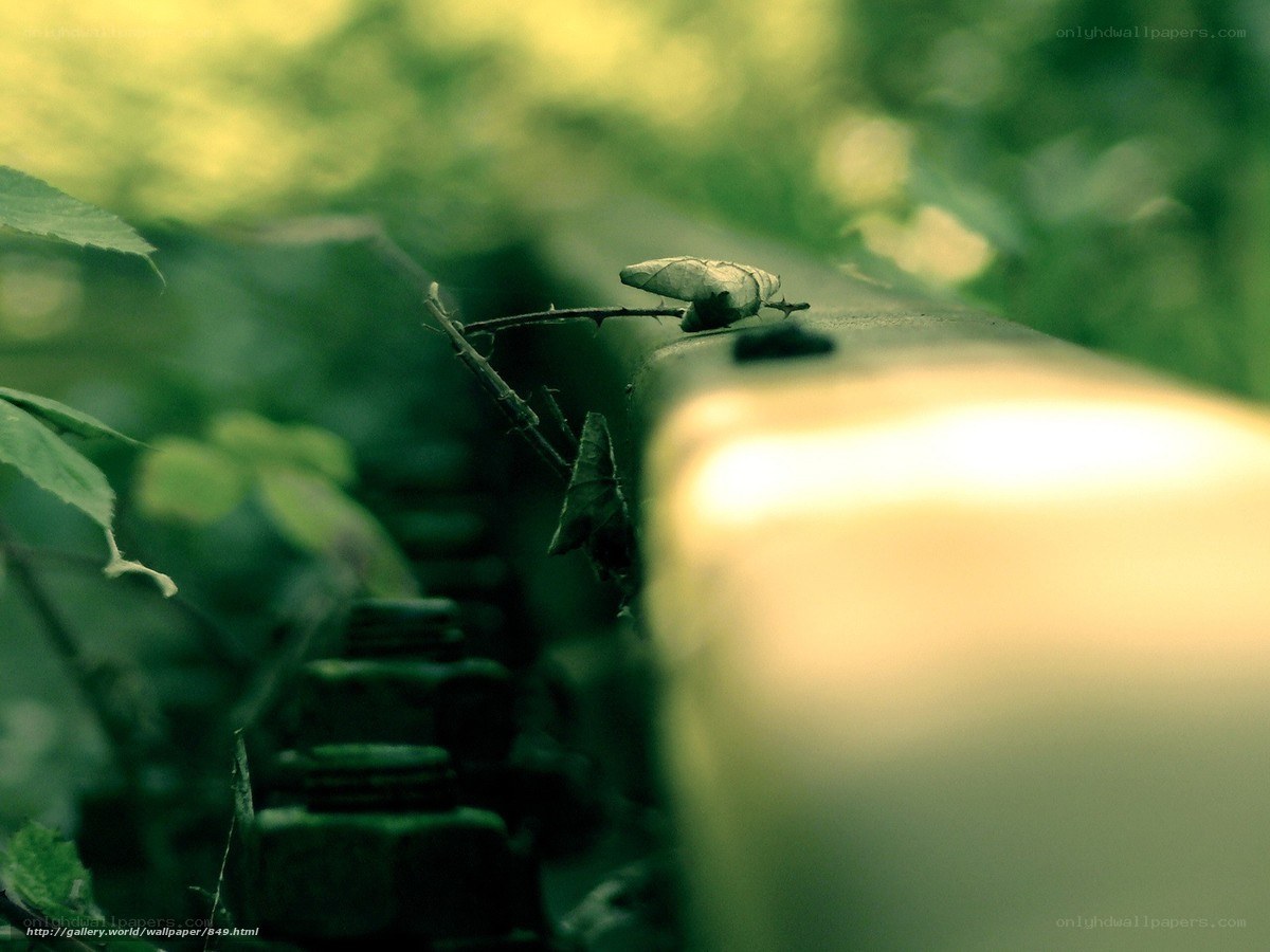 Leaf on a rail in green light