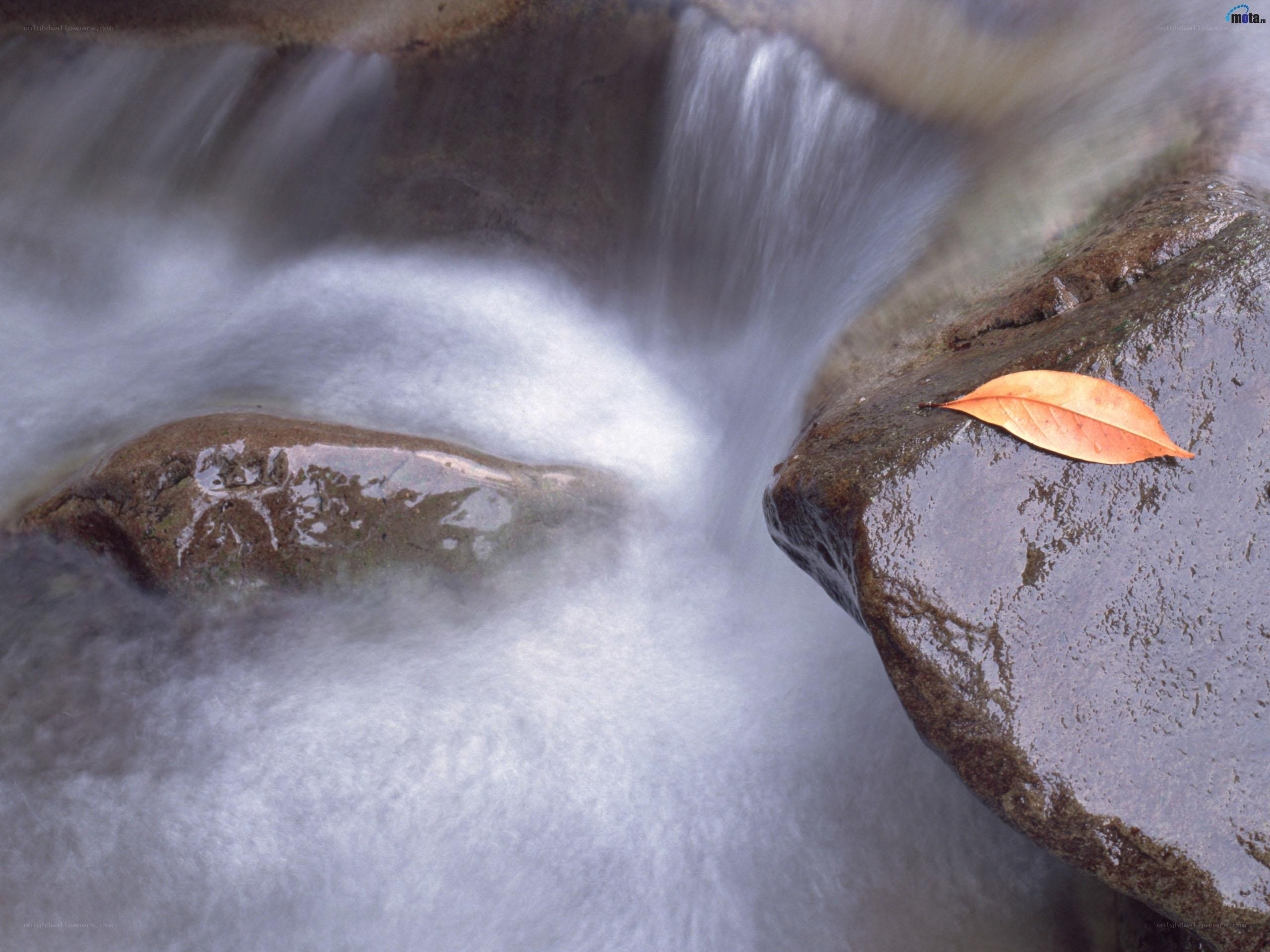 Leaf on a Rock by a Stream
