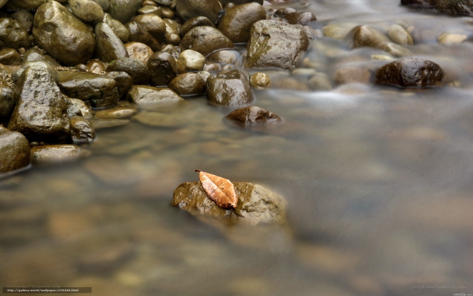 Leaf on a rock in a stream