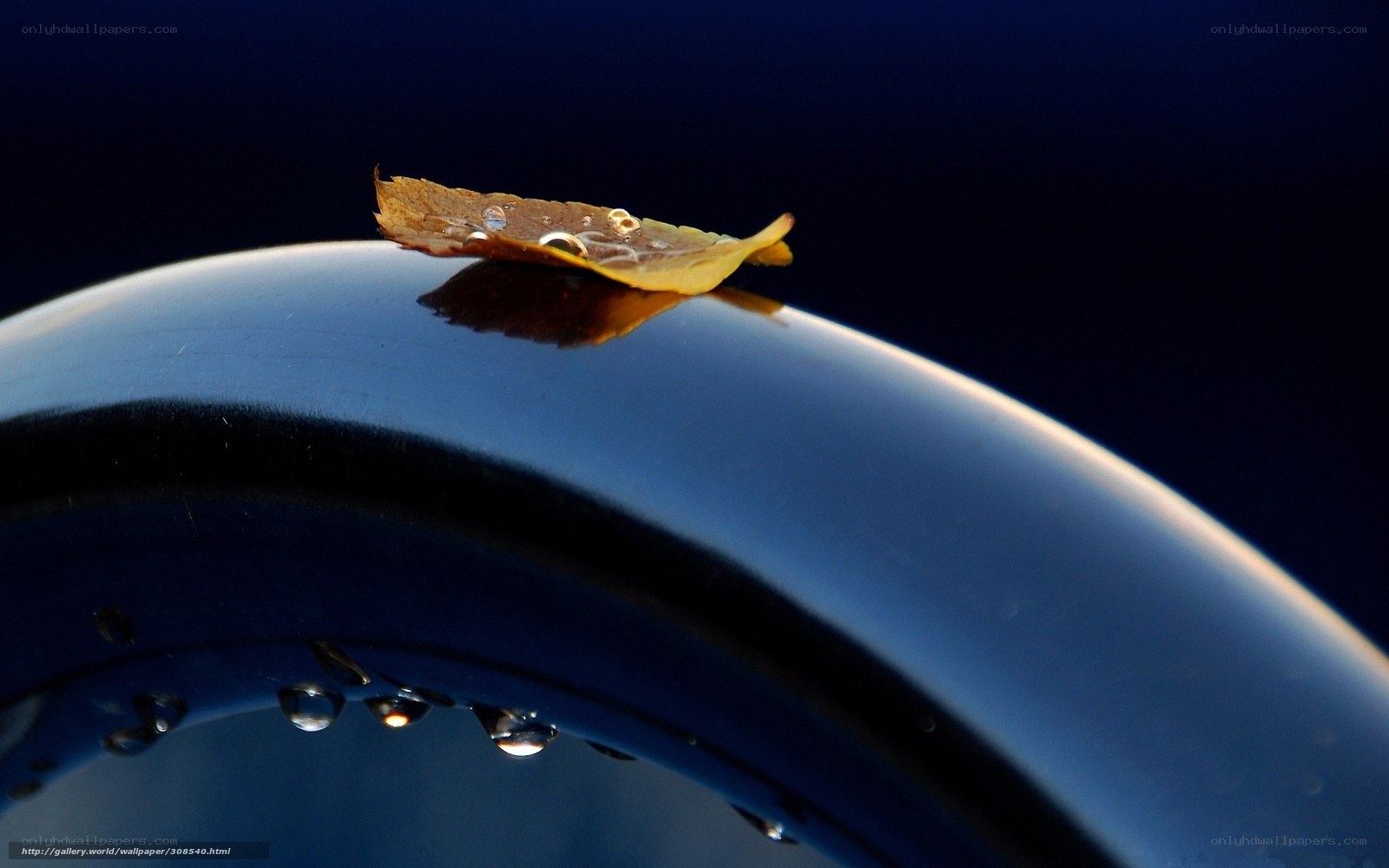 Leaf on a wet surface