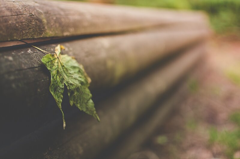 Leaf on a wooden log