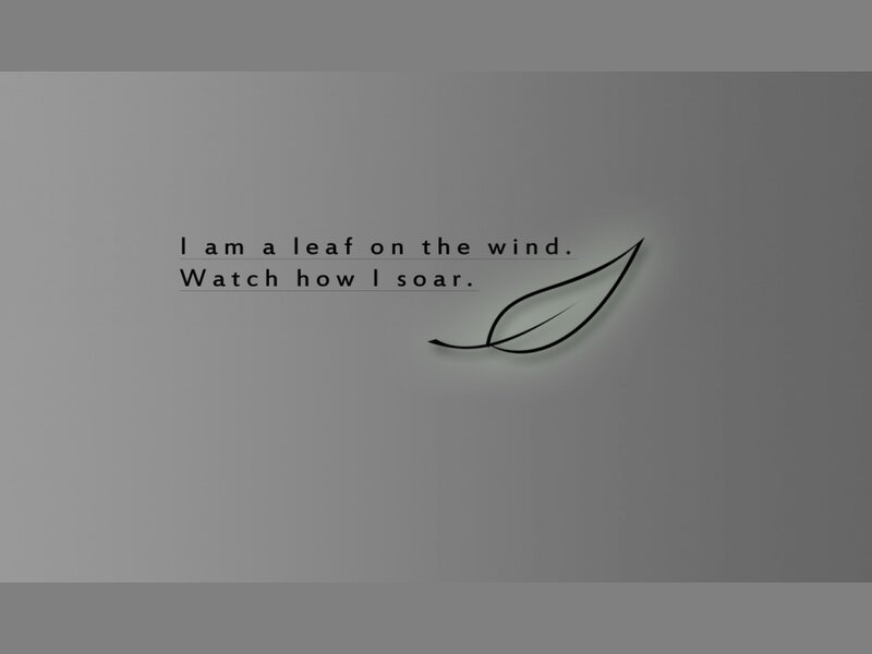 Leaf on Gray Background