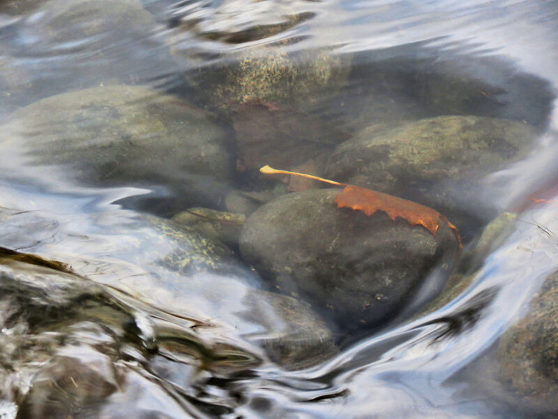 Leaf on River Rock