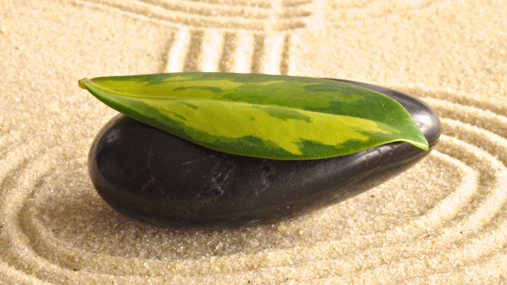 leaf on stone in sand