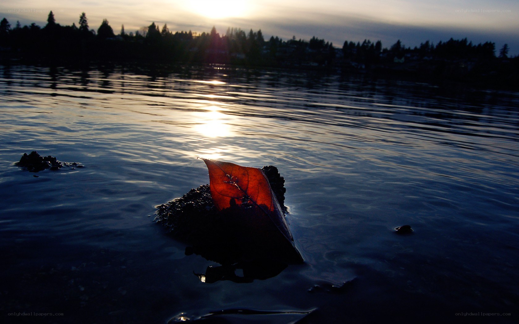 leaf on water at sunset
