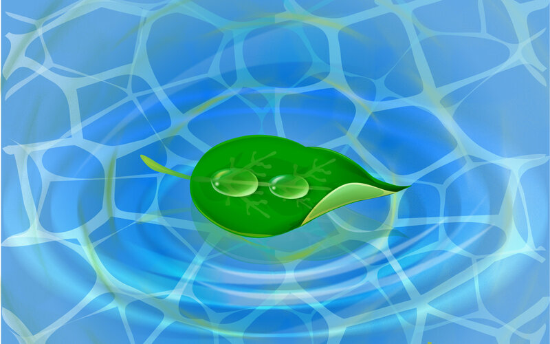 Leaf on water surface