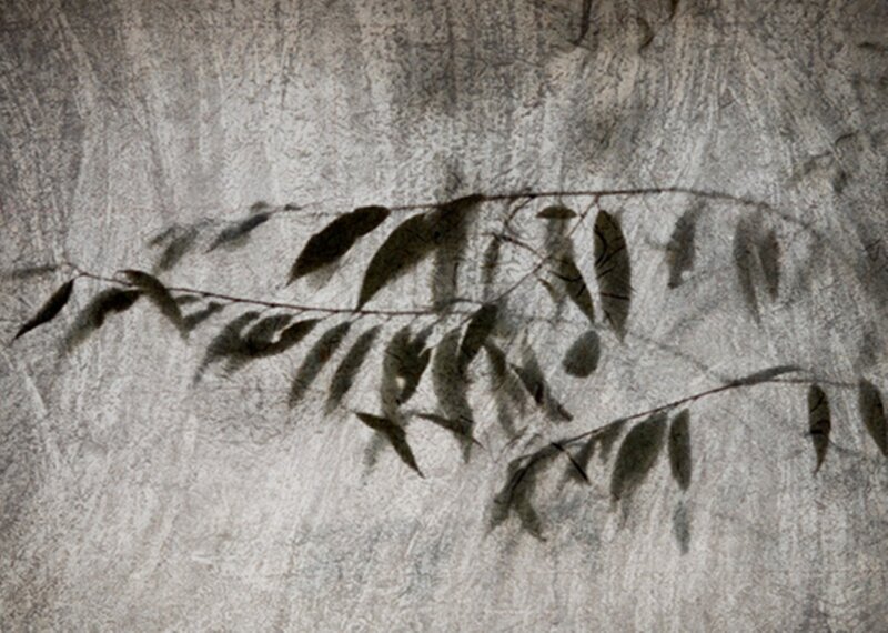 Leaf Shadow on Wall
