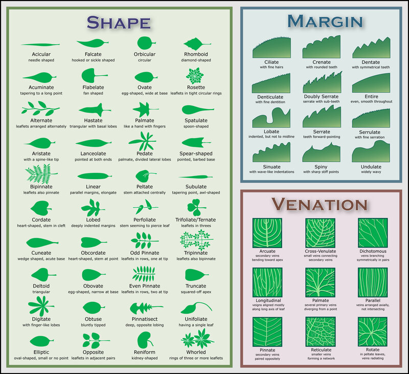 Leaf shape and venation guide