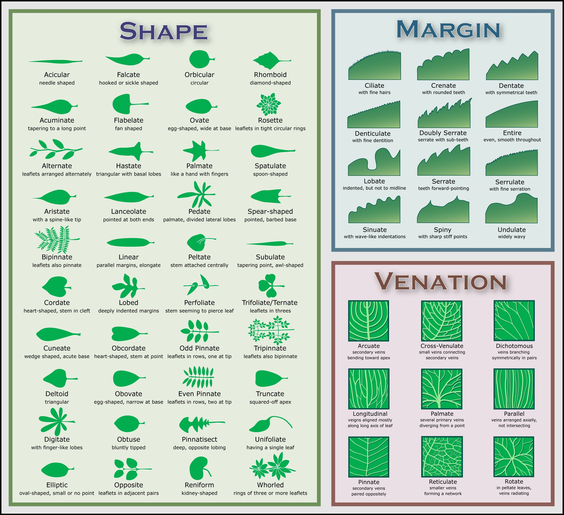 Leaf shape and venation guide