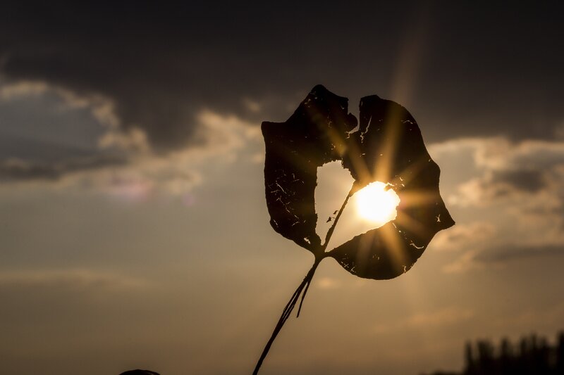 Leaf Silhouette with Sun